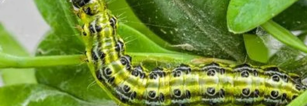 Grüne Raupe auf Blättern